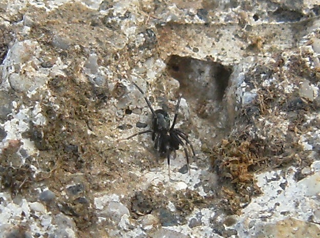 identificazione ragnetto nero e bianco